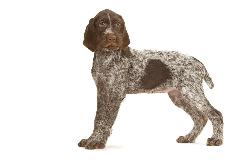 Club Junior Dog