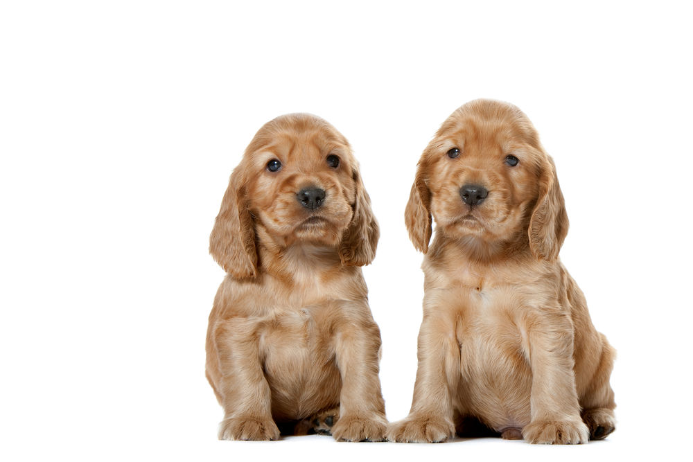 Cocker Puppy
