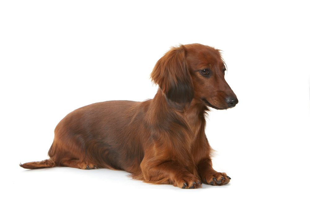 Dachshunt Adult