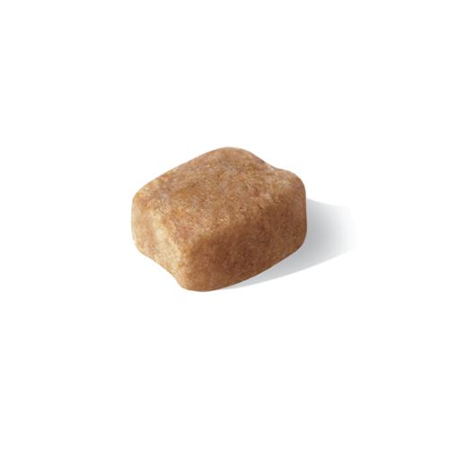 Kibble Dachshunt Adult