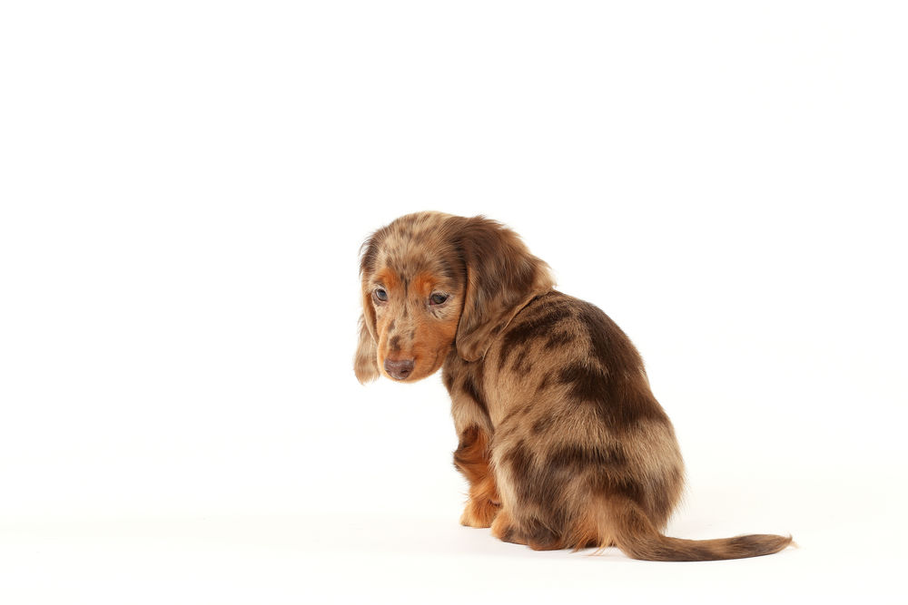 Dachshunt Puppy