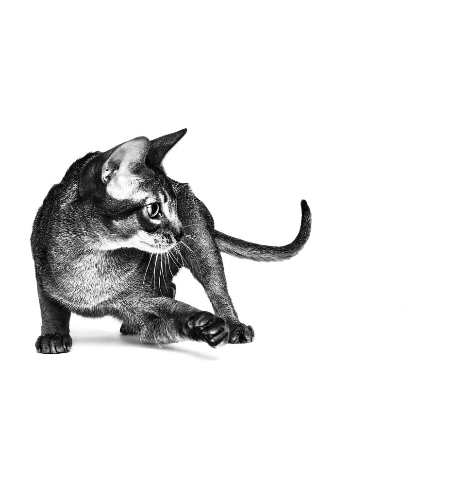 Exigent Aroma Cat