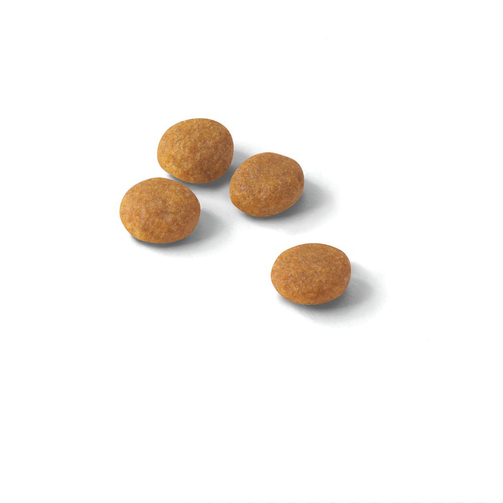 Kibble Aroma Exigent