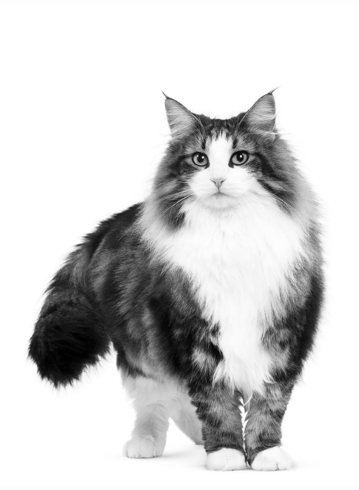 Fit 32 Cat