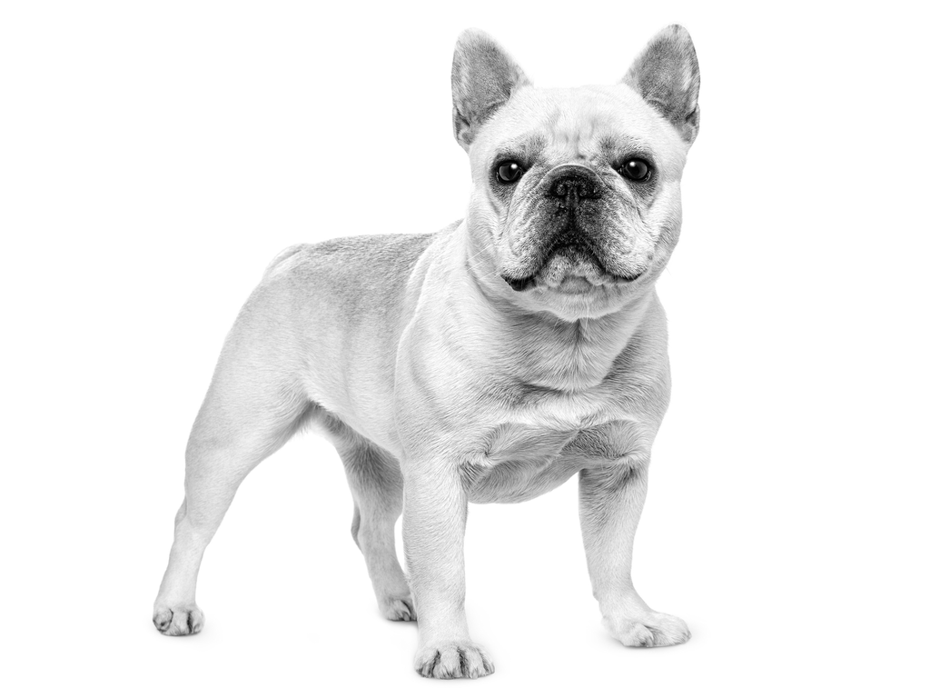 French Bulldog Adult