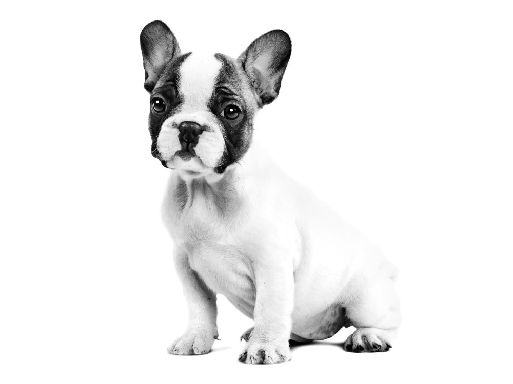 French Bulldog Puppy
