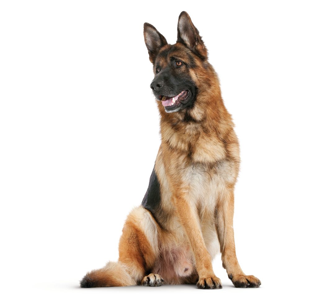 German Shepherd Adult