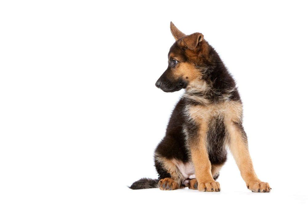 German Shepherd Puppy