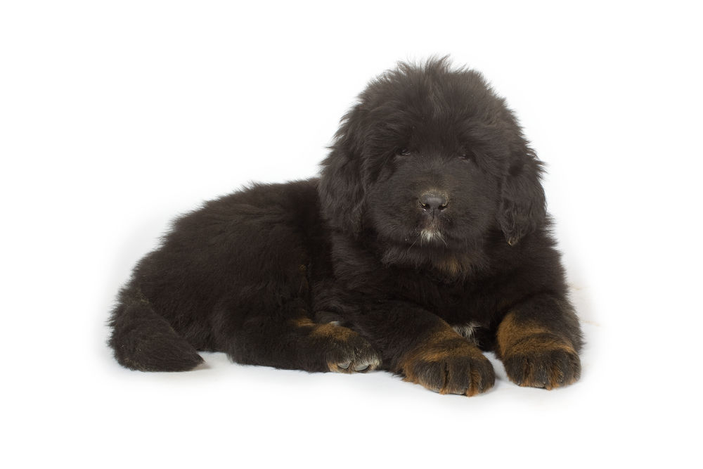 Giant Puppy Dog