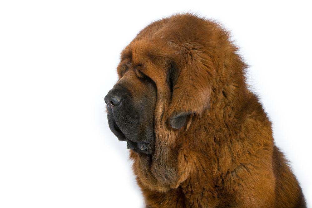 Giant Adult Dog