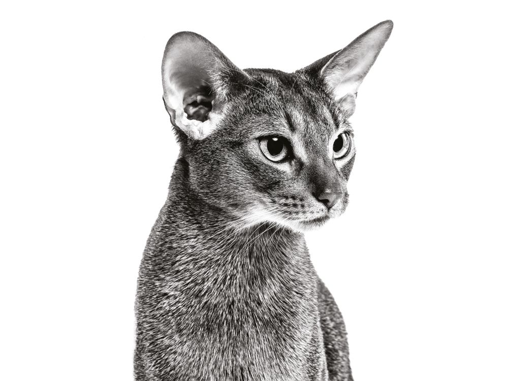 Cat Health Product Book