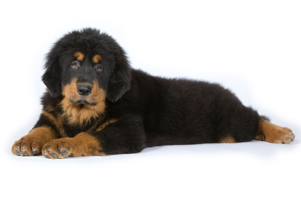 Giant Junior Dog