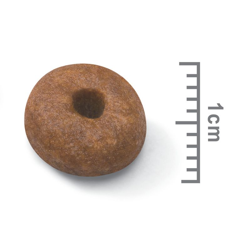 Kibble Giant Starter