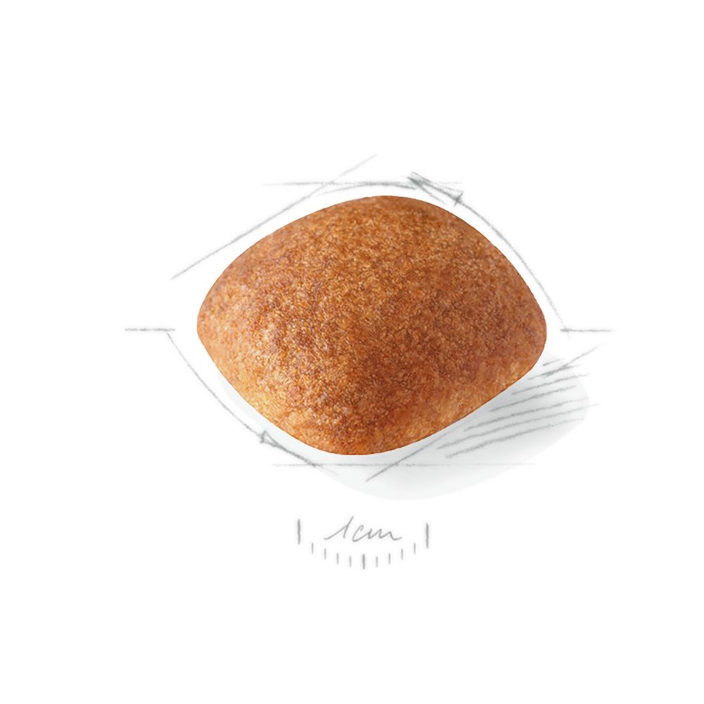 Kibble Golden Retriever Adult
