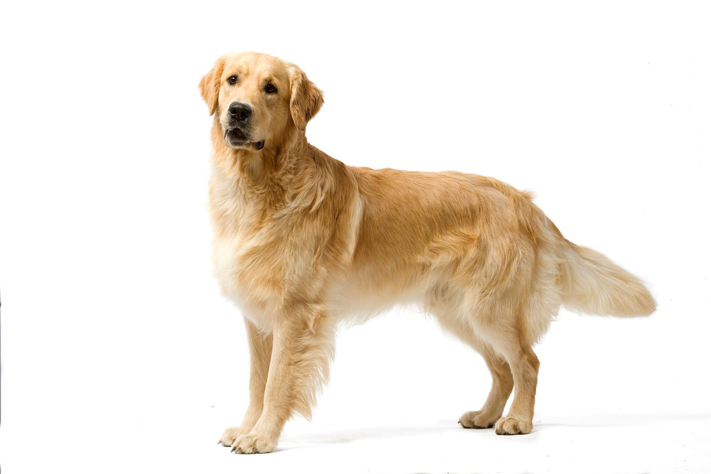 Golden Retriever Adult