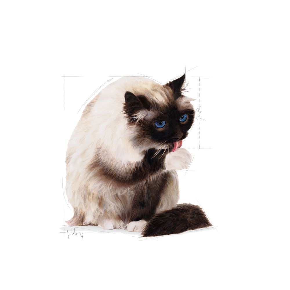 Hairball Care Cat