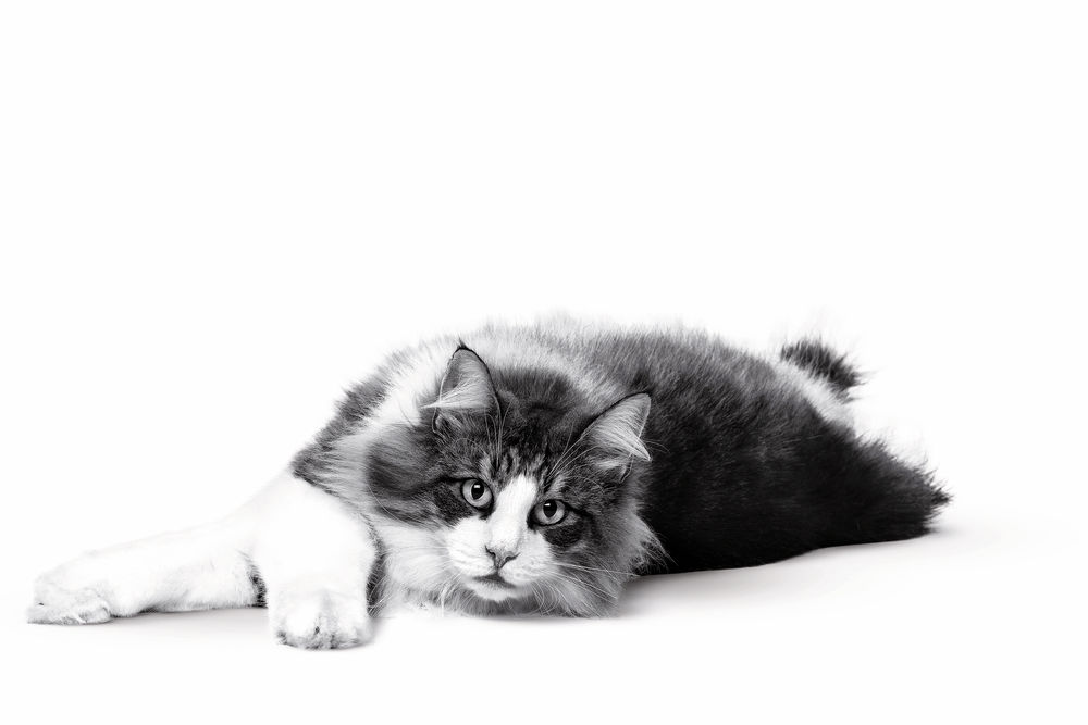 Hairball Care Cat White and Black