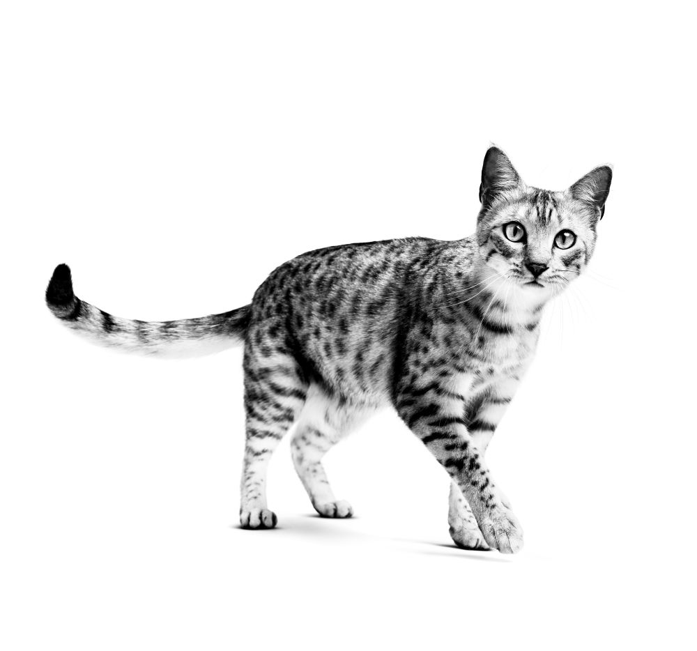 Indoor 27 Cat