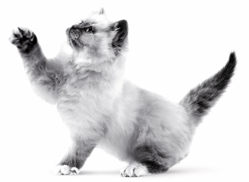 Kitten Cat