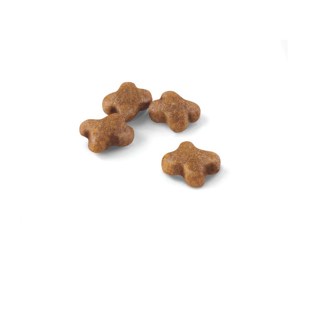 Kibble Kitten