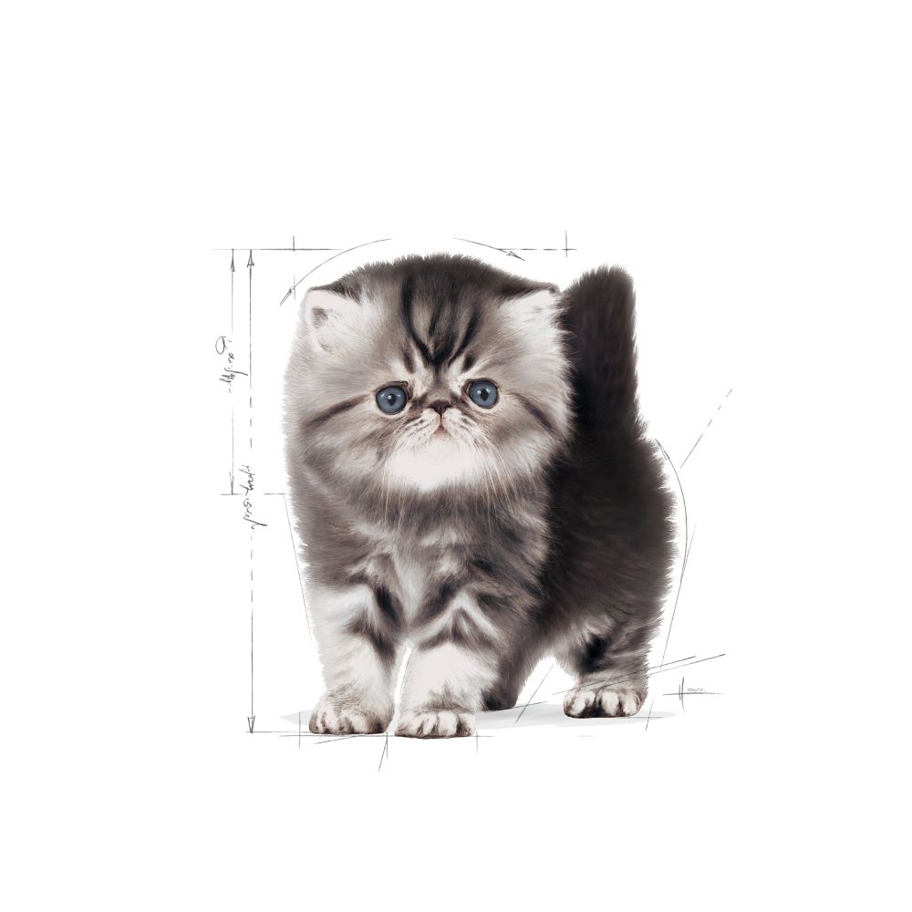 Kitten Persian