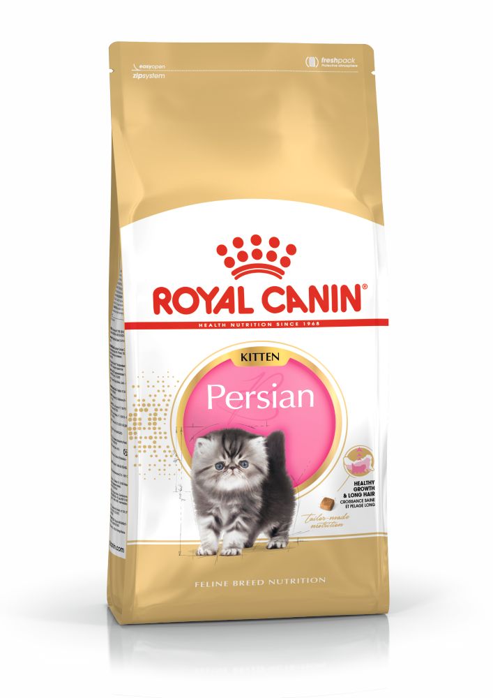 FBN KItten Persian 