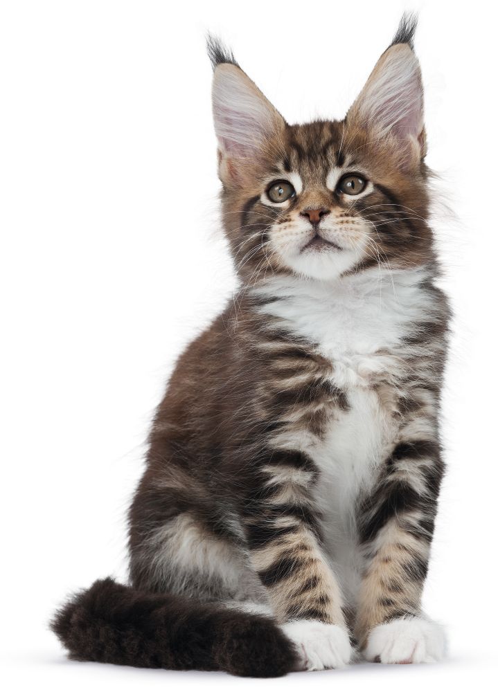 Kitten Sterilised