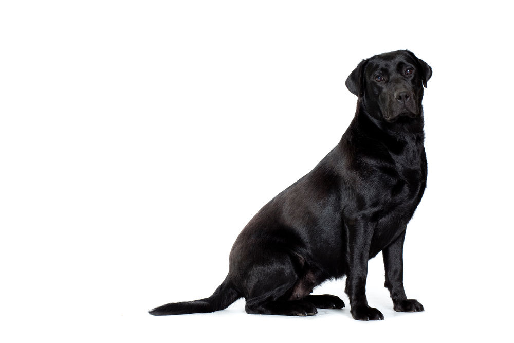 Labrador