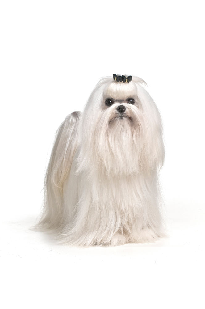 Maltese