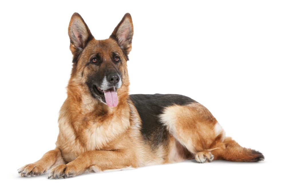 Maxi Ageing Dog