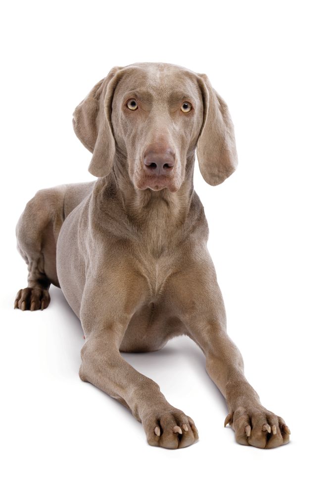 Maxi Dermaconfort Dog