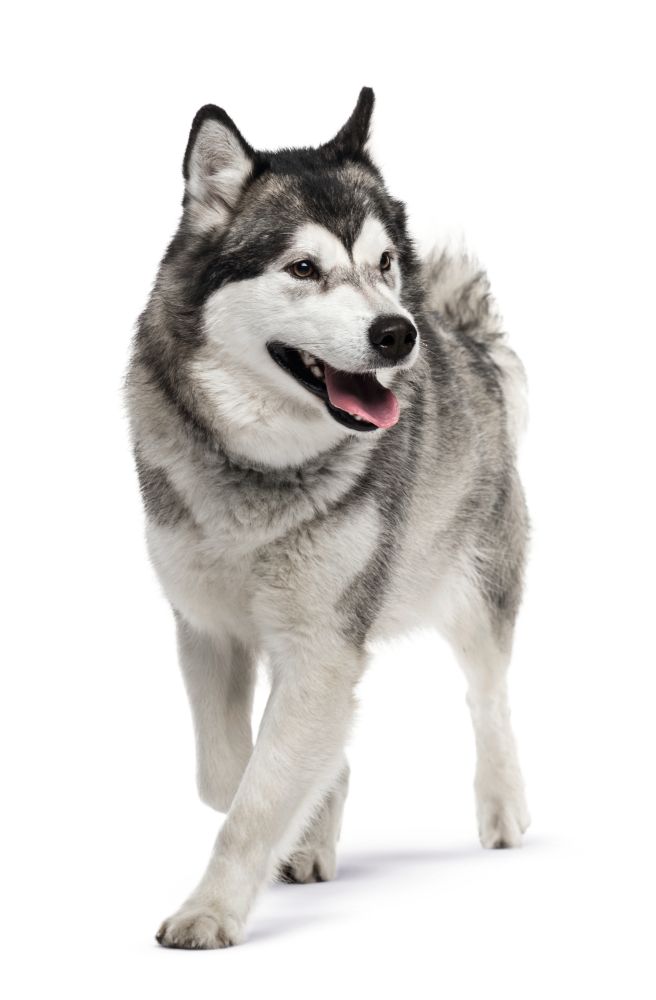 Maxi Joint Care Dog