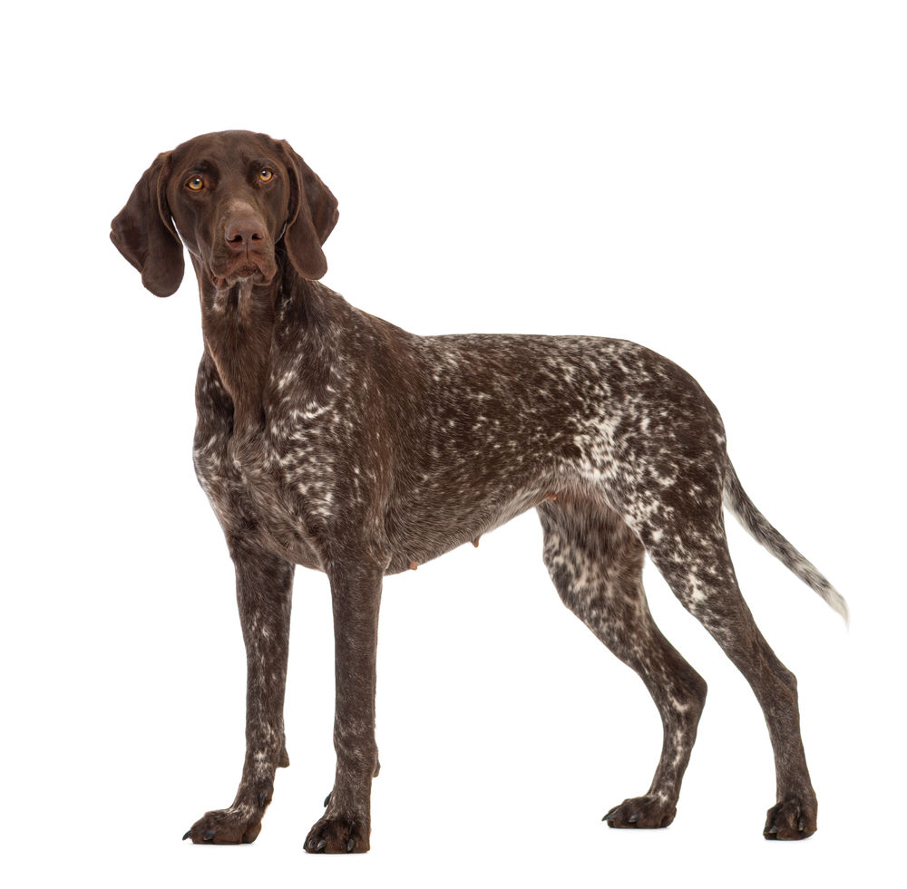Medium +7 Dog