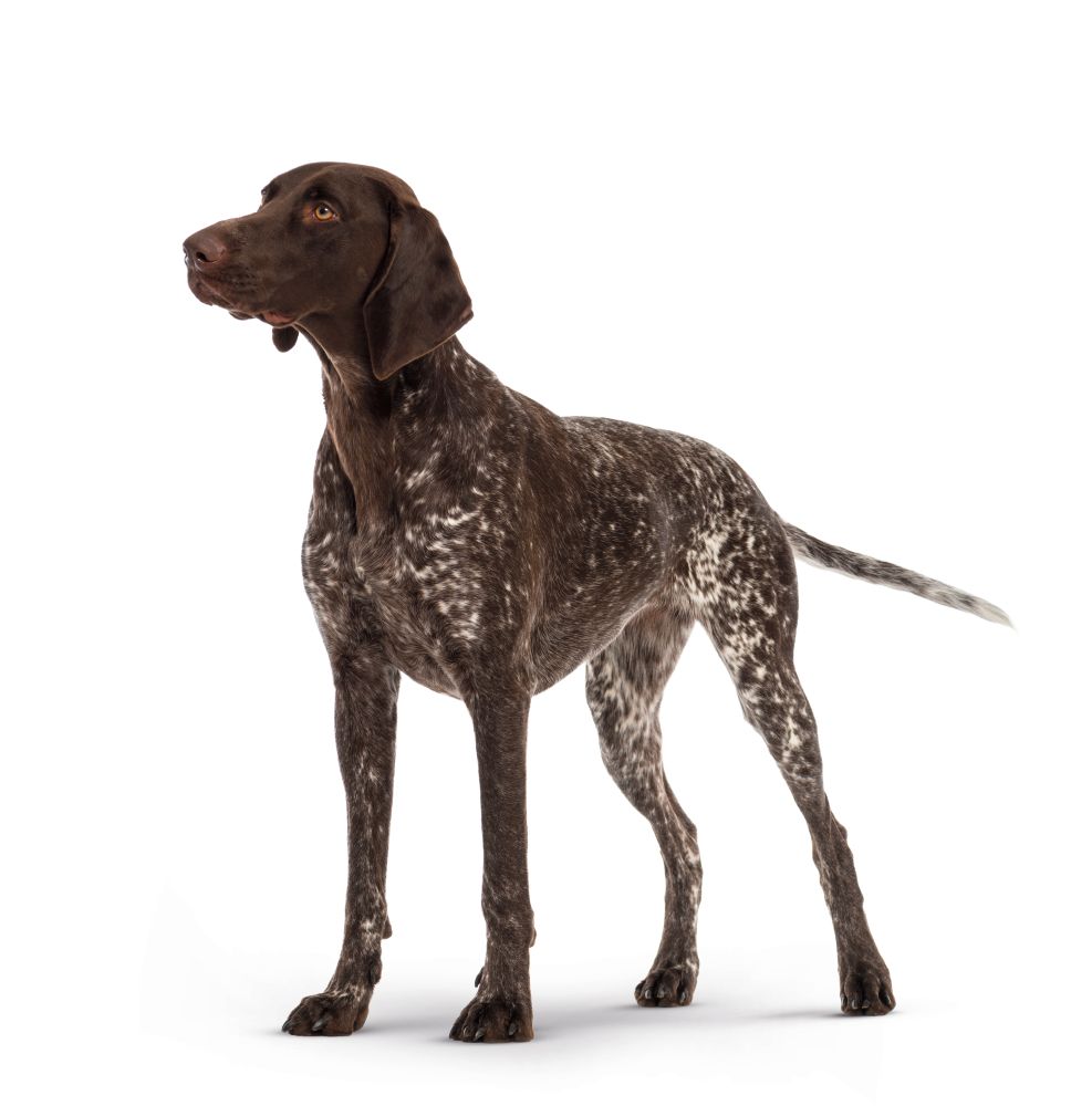 Medium Adult Dog