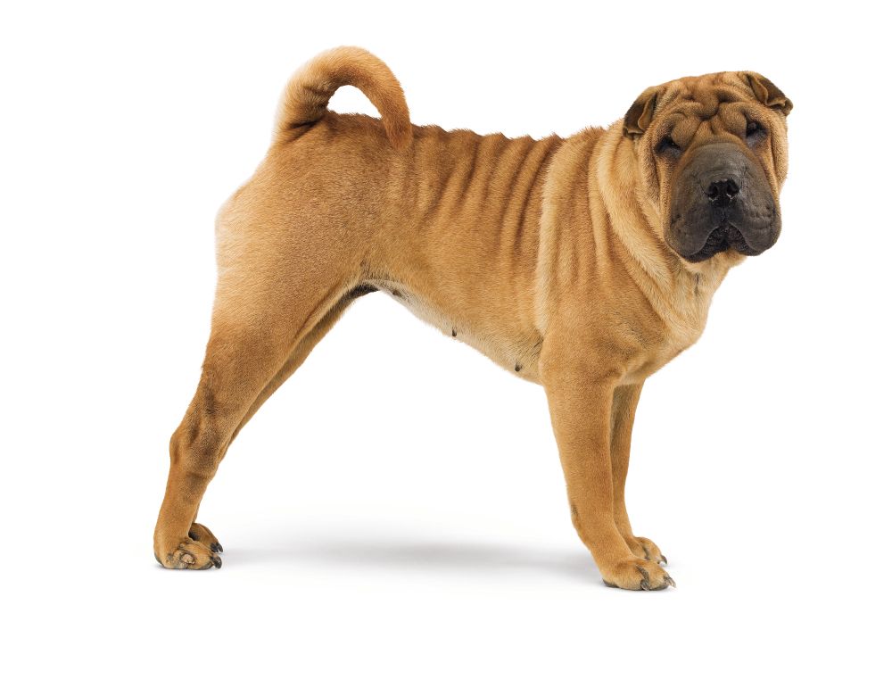 Medium Dermaconfort Dog