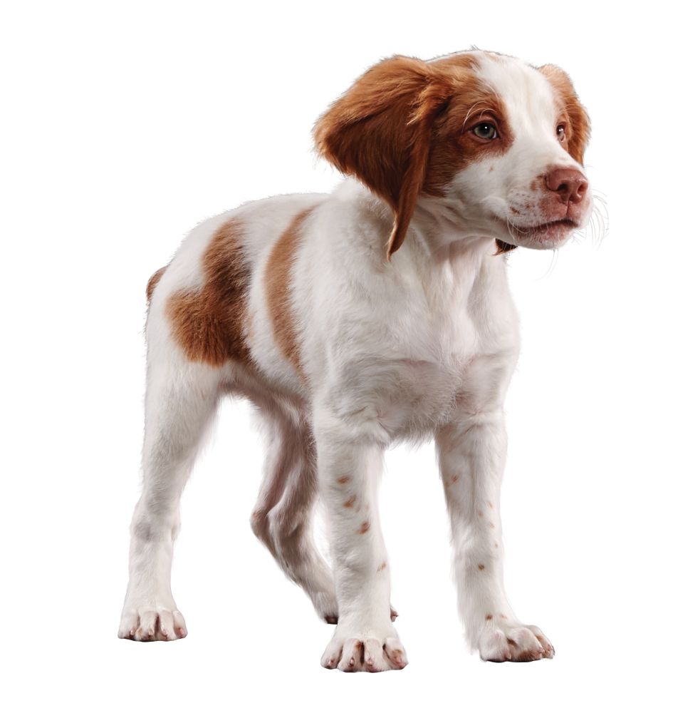 Medium Puppy Dog
