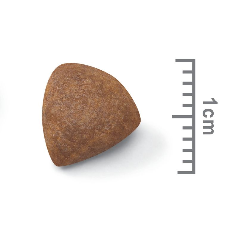 Kibble Medium Starter