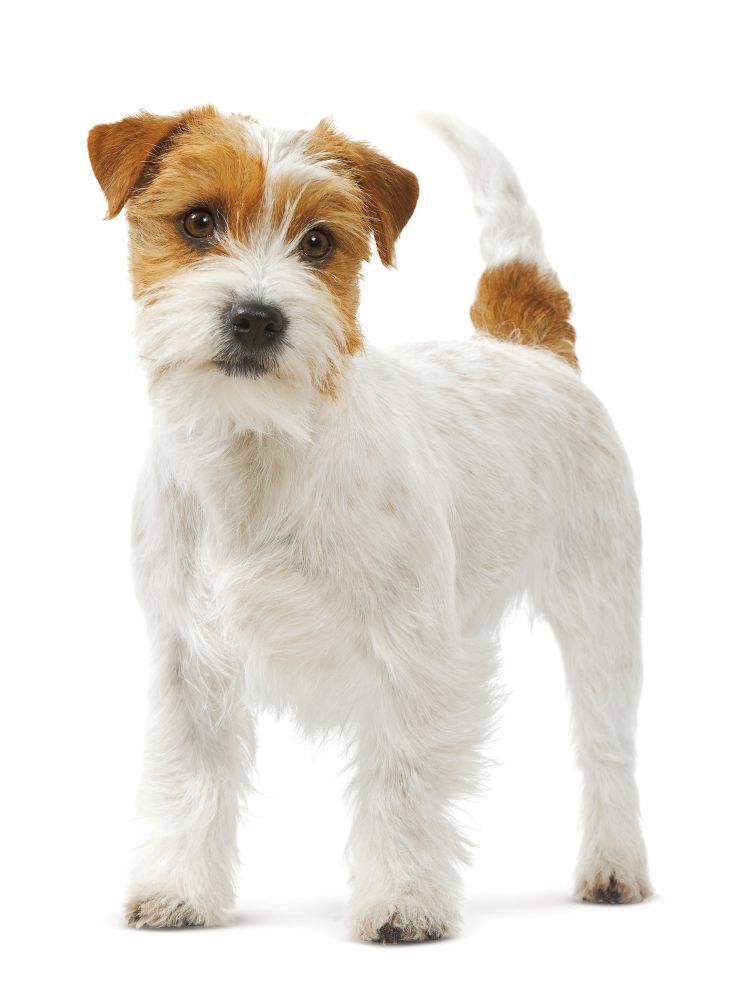 Mini +8 Dog