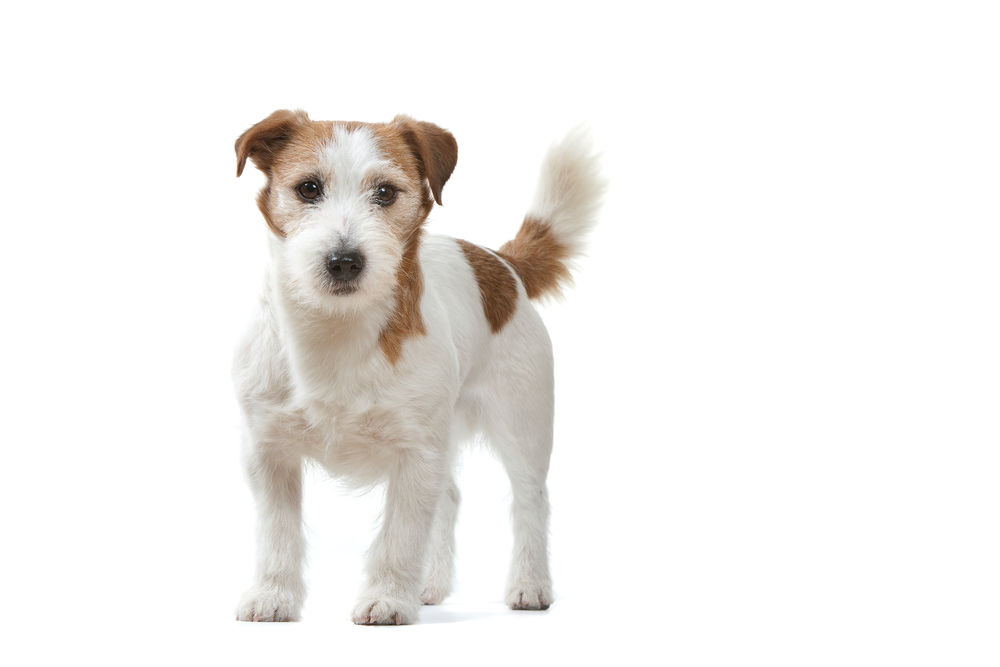 Mini Adult Dog