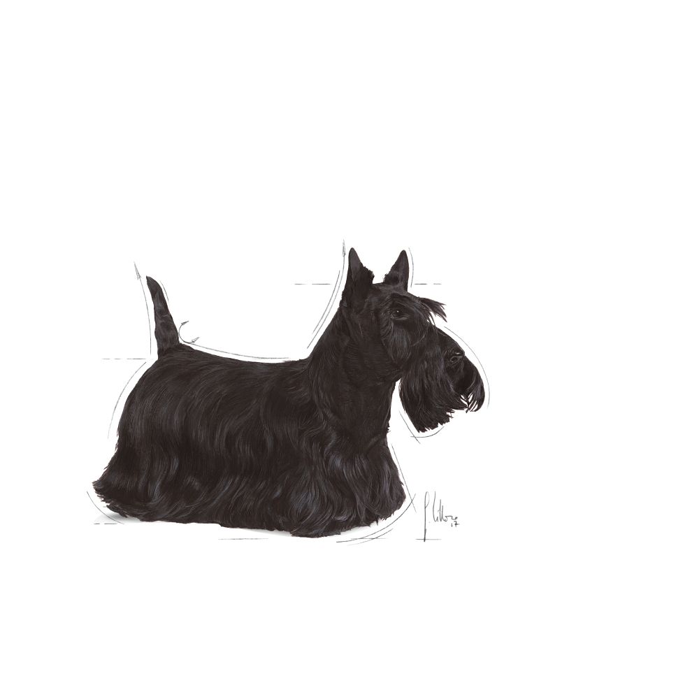 Mini Dermaconfort Dog