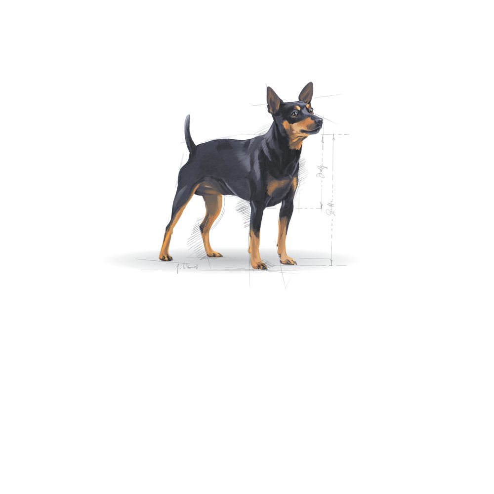 Mini Digestive Dog
