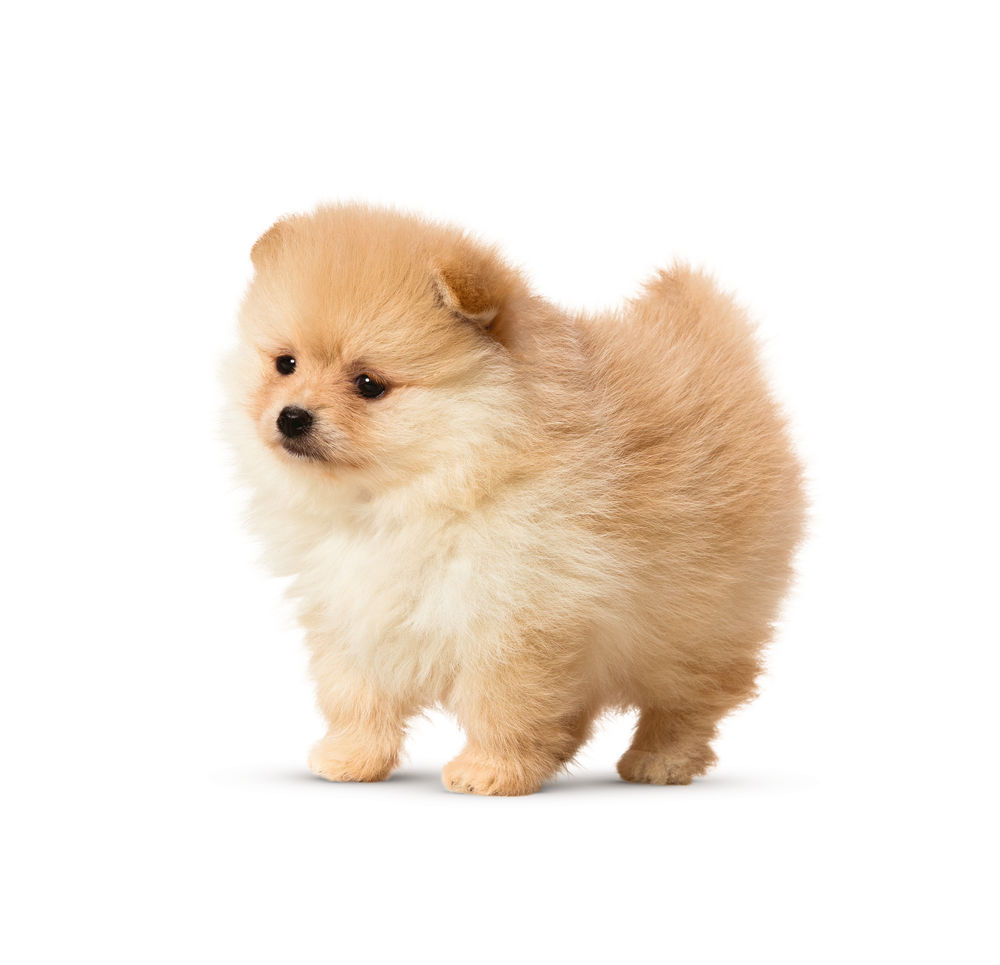 Mini Indoor Puppy