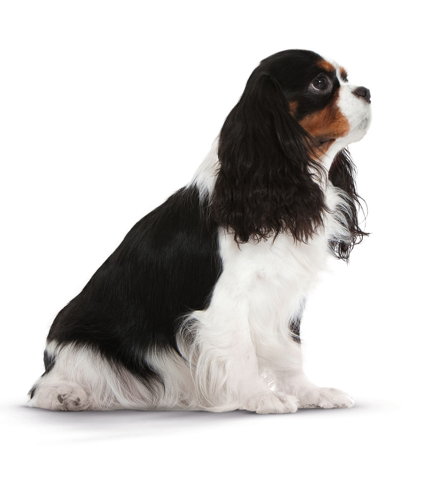 Mini Light Care Dog