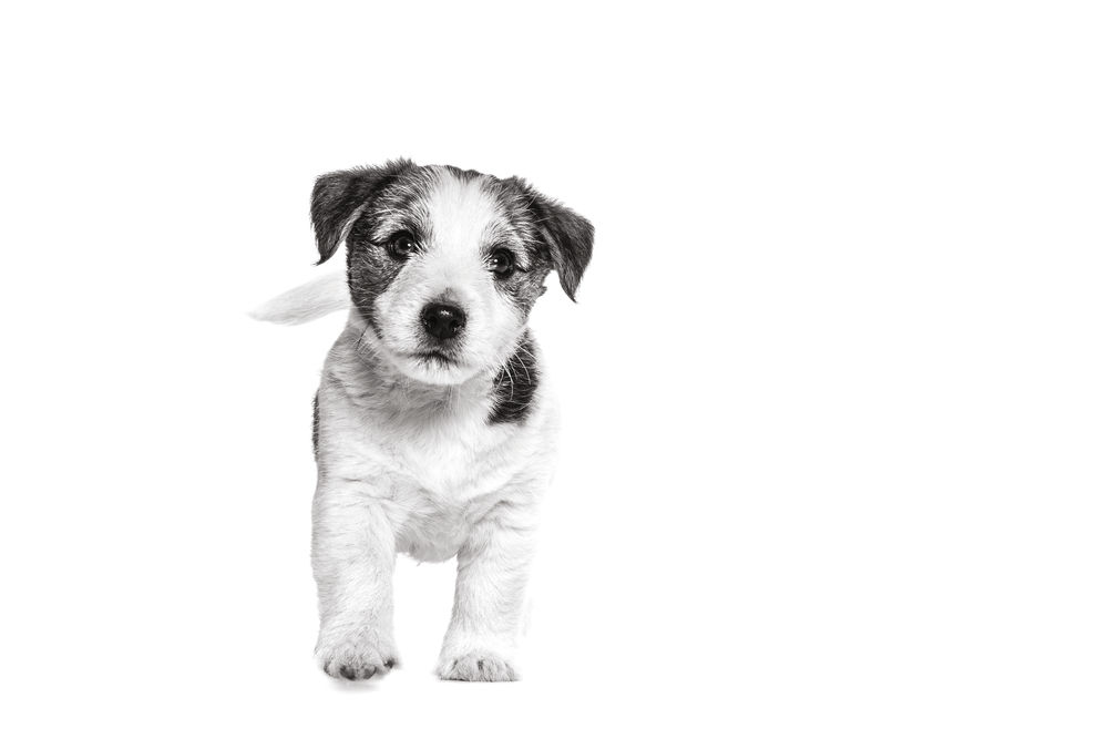 Mini Puppy Dog