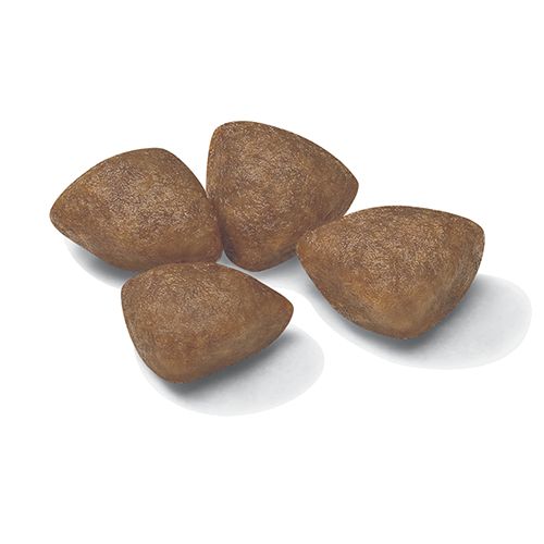 Kibble Mini Starter
