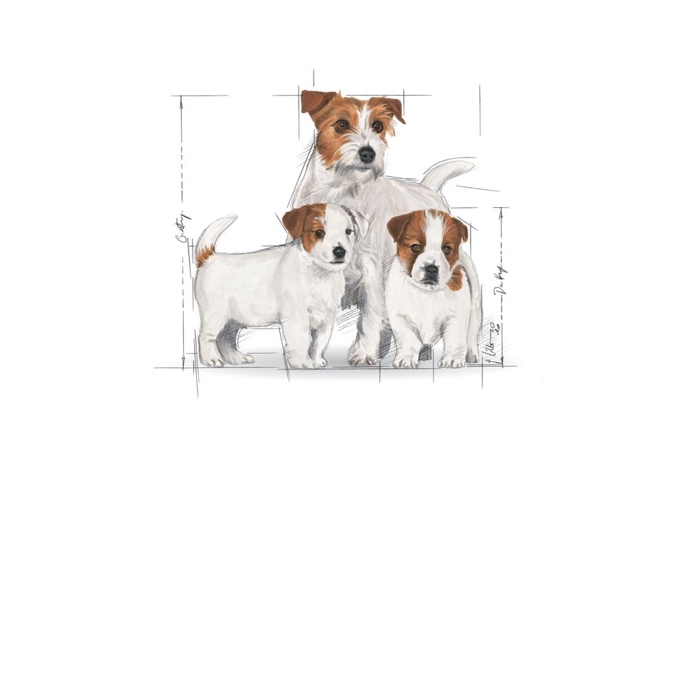 Mini Starter Dog