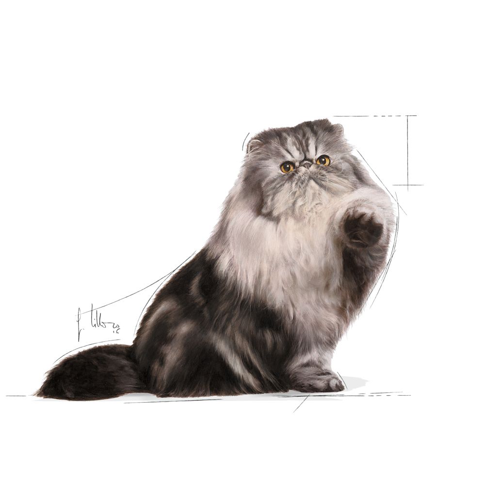 Persian Cat