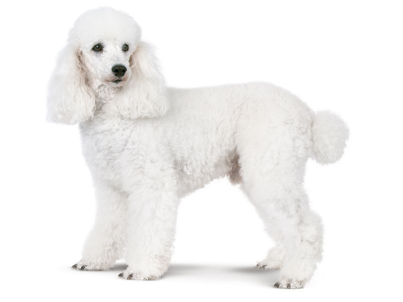 Poodle Dog