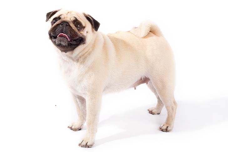 Pug Dog