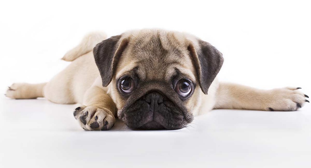 Pug Puppy